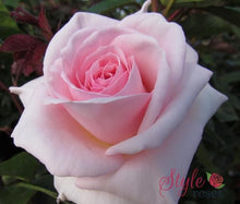Load image into Gallery viewer, Image of Rose A Whiter Shade of Pale
