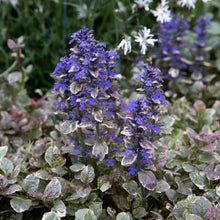 Load image into Gallery viewer, Ajuga reptans &#39;Burgundy &#39;Glow&#39; (Bugle)

