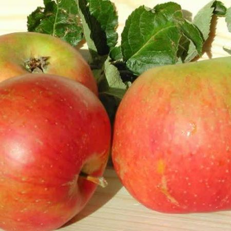 Apple - Blenheim's Orange