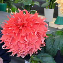 Load image into Gallery viewer, Bryn Terfel (Giant Decorative)