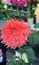 Load image into Gallery viewer, Image of Dahlia