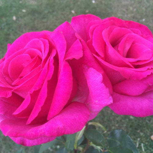 Image of Rose Buxom Beauty
