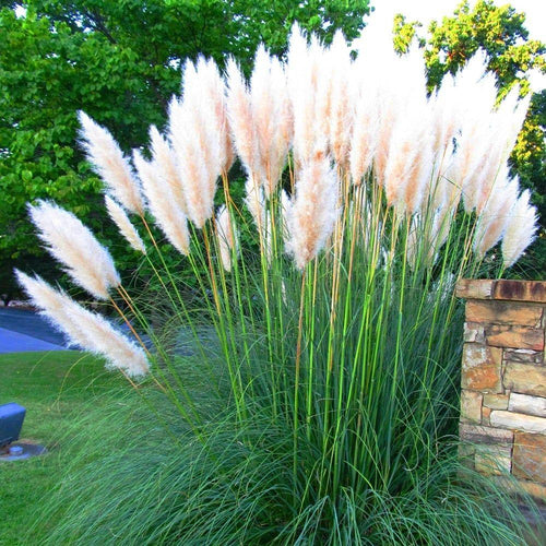 Image of Grass Cortaderia Selloana White