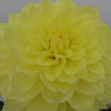 Load image into Gallery viewer, Darragh's Delight (Medium Decorative)