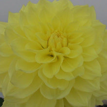 Load image into Gallery viewer, Image of Dahlia Darragh's Delight