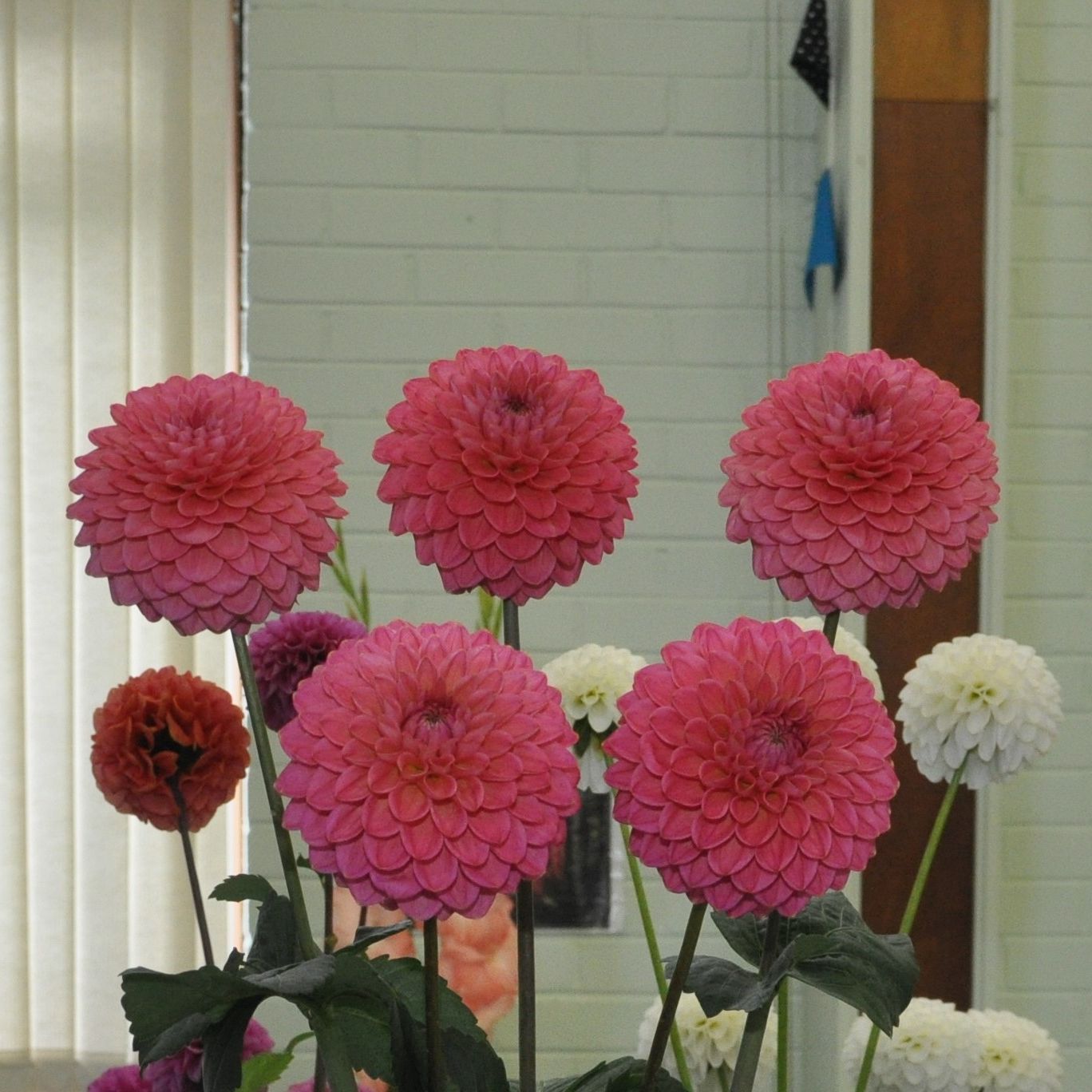 Lovely pink colour. – Three Gates Garden Centre and Nursery