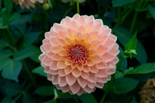 Load image into Gallery viewer, Image of Dahlia Gateshead Festival