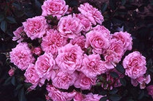 Load image into Gallery viewer, Image of Rose Graciously Pink

