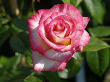 Load image into Gallery viewer, Image of Rose Handel
