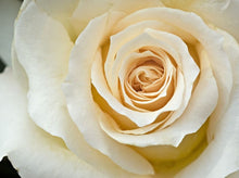 Load image into Gallery viewer, Isn't She Lovely