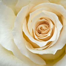 Load image into Gallery viewer, Isn't She Lovely