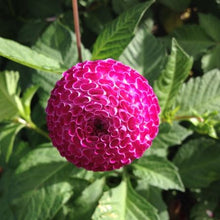 Load image into Gallery viewer, John Markham (Pompon)