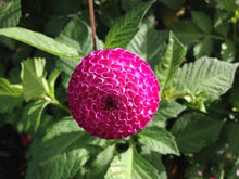 Load image into Gallery viewer, Image of Dahlia John Markham