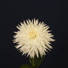 Load image into Gallery viewer, Kenora Challenger (Large Semi-cactus)
