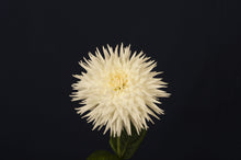 Load image into Gallery viewer, Image of Dahlia Kenora Challenger