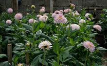 Load image into Gallery viewer, Image of Dahlia Kiwi Gloria