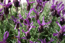 Load image into Gallery viewer, Lavandula stoechas Madrid Purple (Spanish Lavender)
