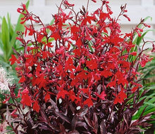 Load image into Gallery viewer, Lobelia Queen Victoria