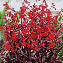 Load image into Gallery viewer, Lobelia Queen Victoria