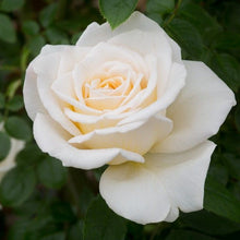Load image into Gallery viewer, Mary Berry