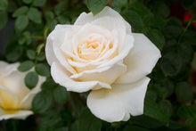 Load image into Gallery viewer, Image of Rose Mary Berry