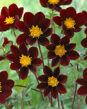 Load image into Gallery viewer, Image of Dahlia Mexican Black
