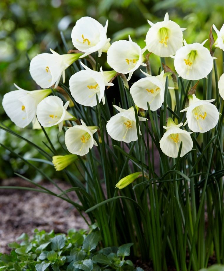 Narcissus bulbocodium White Petticoat (8 bulbs)
