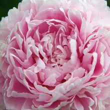 Load image into Gallery viewer, Paeonia lactiflora Sarah Bernhardt (Herbaceous Peony)
