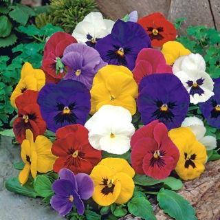 Image of Bedding Pansy