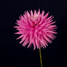 Load image into Gallery viewer, Pink Jupiter (Giant Cactus)
