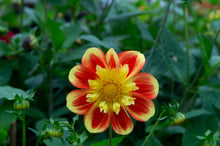 Load image into Gallery viewer, Image of Dahlia Pooh