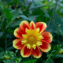 Load image into Gallery viewer, Pooh (Collarette)