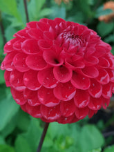 Load image into Gallery viewer, Ruby (Small Decorative)
