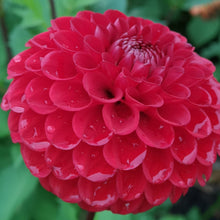 Load image into Gallery viewer, Ruby (Small Decorative)