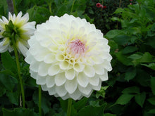 Load image into Gallery viewer, Image of Dahlia Ryecroft Brenda T