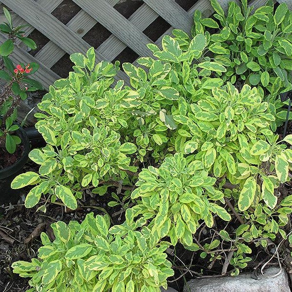 Salvia officinalis 'Aurea' (Golden Sage)
