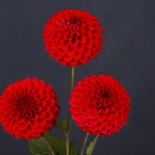 Load image into Gallery viewer, Seamus Martin (Miniature Decorative)