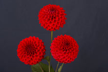 Load image into Gallery viewer, Image of Dahlia Seamus Martin