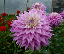 Load image into Gallery viewer, Image of Dahlia 
