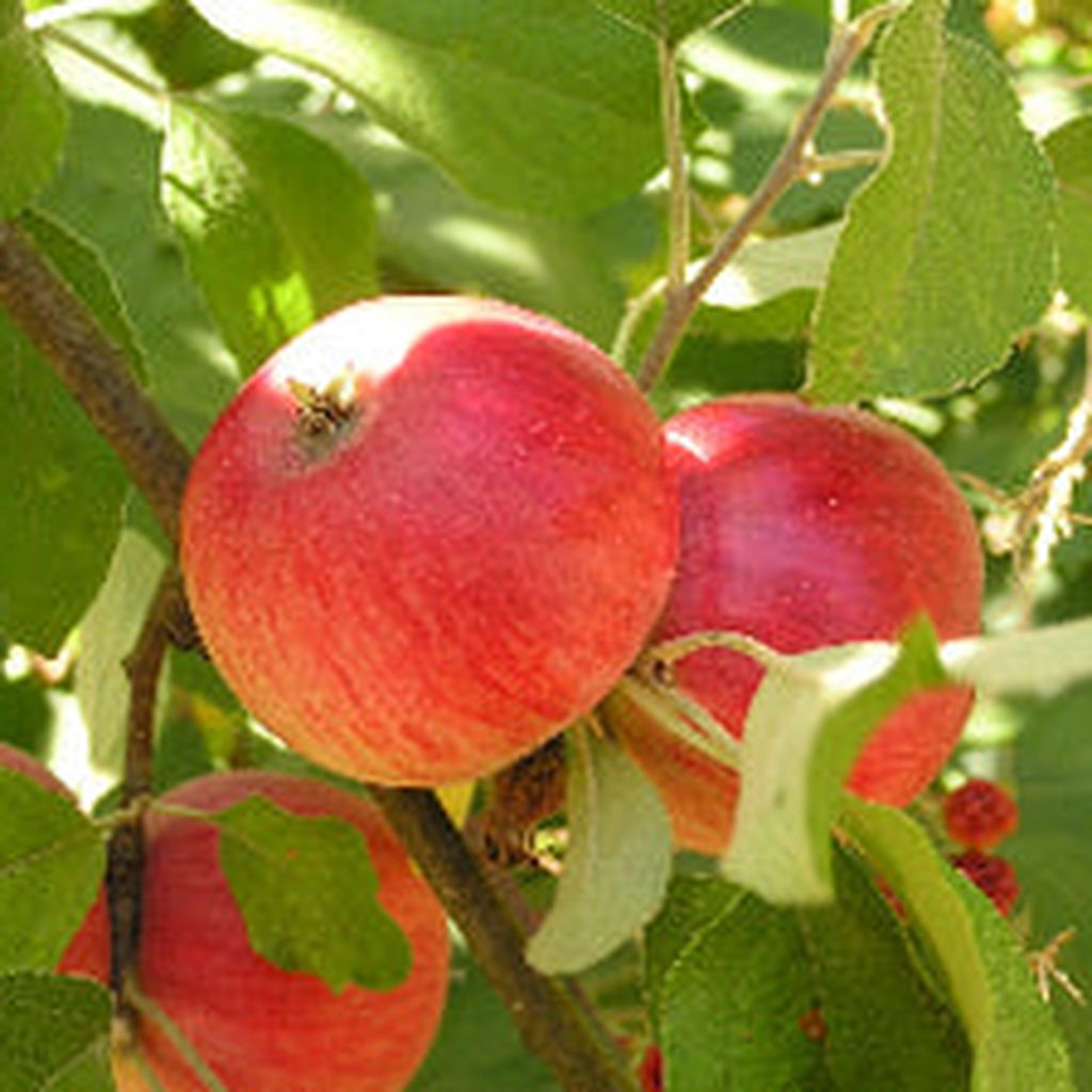 Apple Tydemans Late Orange Three Gates Garden Centre and Nursery