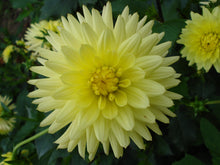 Load image into Gallery viewer, Image of Dahlia Weston Miss
