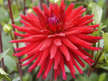 Load image into Gallery viewer, Image of Dahlia Weston Pirate