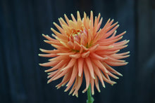 Load image into Gallery viewer, Image of Dahlia Willie of Orange