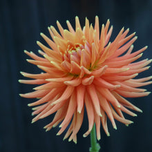 Load image into Gallery viewer, Willie of Orange (Miniature Cactus)