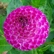 Load image into Gallery viewer, Willos Violet (Pompon)