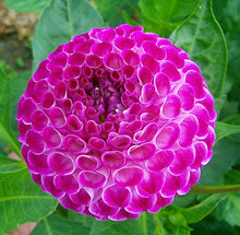 Load image into Gallery viewer, Image of Dahlia Willo&#39;s Violet
