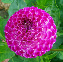 Load image into Gallery viewer, Image of Dahlia Willo's Violet