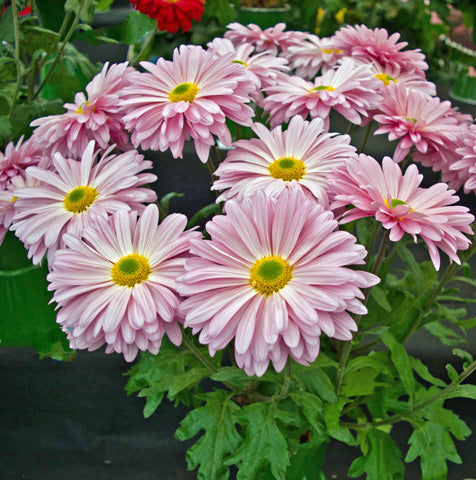 Chrysanthemums planting and aftercare – Three Gates Garden Centre and ...