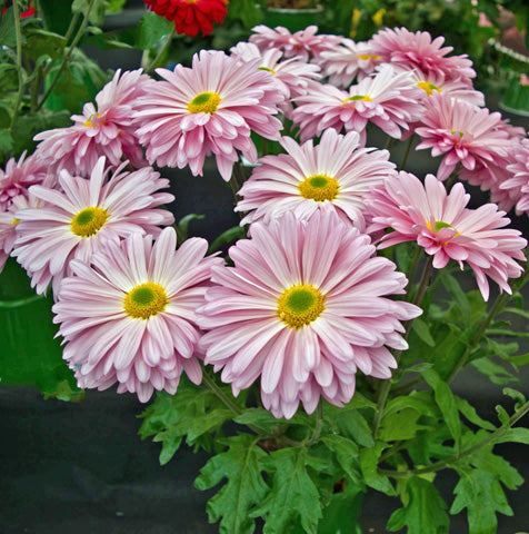 Chrysanthemums planting and aftercare