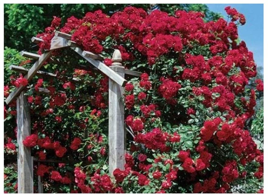 Rambling and Climbing Roses – Three Gates Garden Centre and Nursery